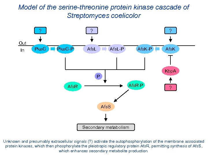 Model of the serine-threonine protein kinase cascade of Streptomyces coelicolor ? Out In Pka.