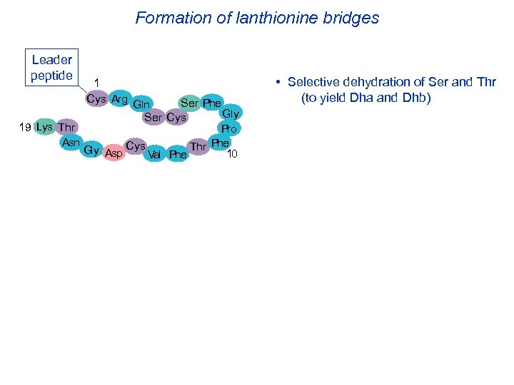 Formation of lanthionine bridges Leader peptide 1 Cys Arg Ser Phe Gln Gly Ser