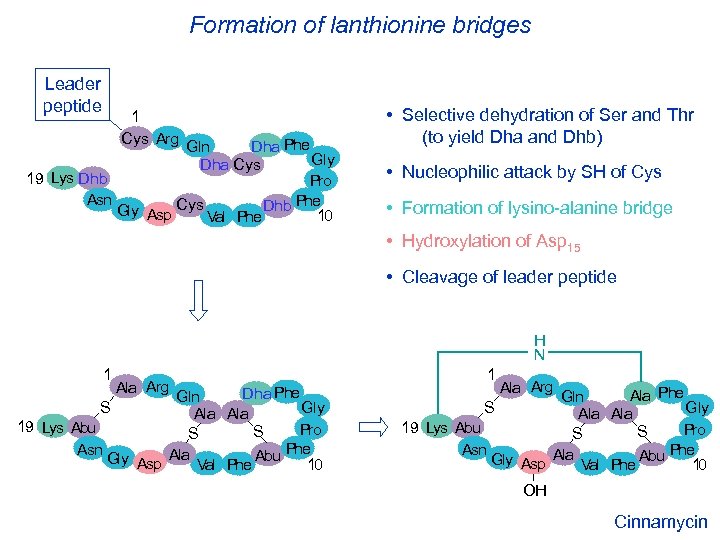 Formation of lanthionine bridges Leader peptide 1 Cys Arg Dha Phe Gln Gly Dha