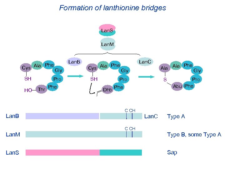 Formation of lanthionine bridges Lan. S Lan. M Phe Cys Ala SH HO Lan.