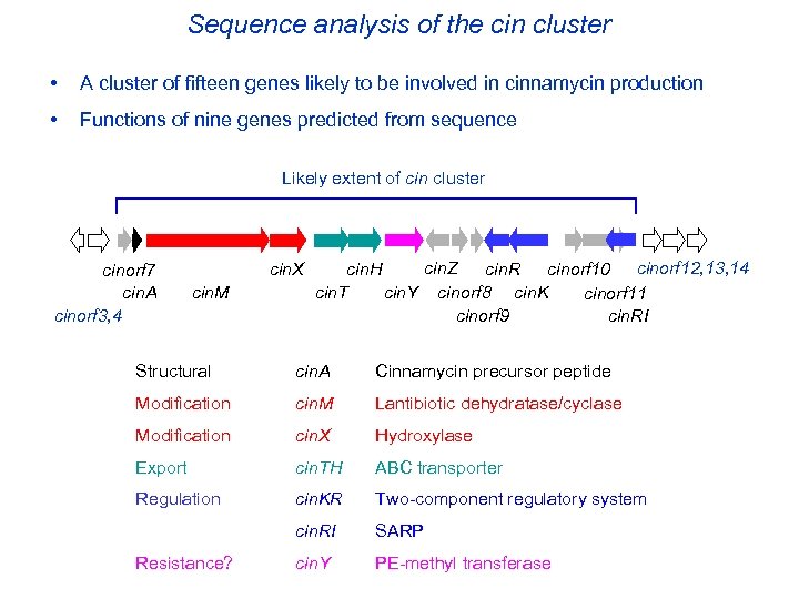 Sequence analysis of the cin cluster • A cluster of fifteen genes likely to