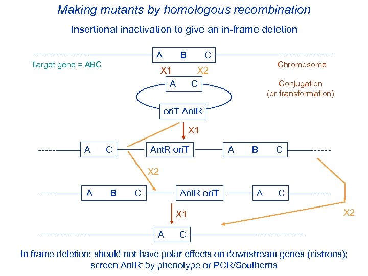 Making mutants by homologous recombination Insertional inactivation to give an in-frame deletion Target gene