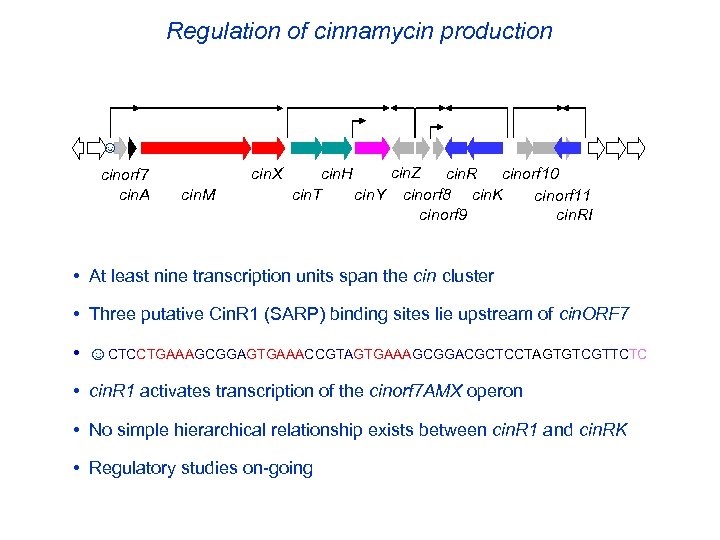Regulation of cinnamycin production ☺ cinorf 7 cin. A cin. X cin. M cin.