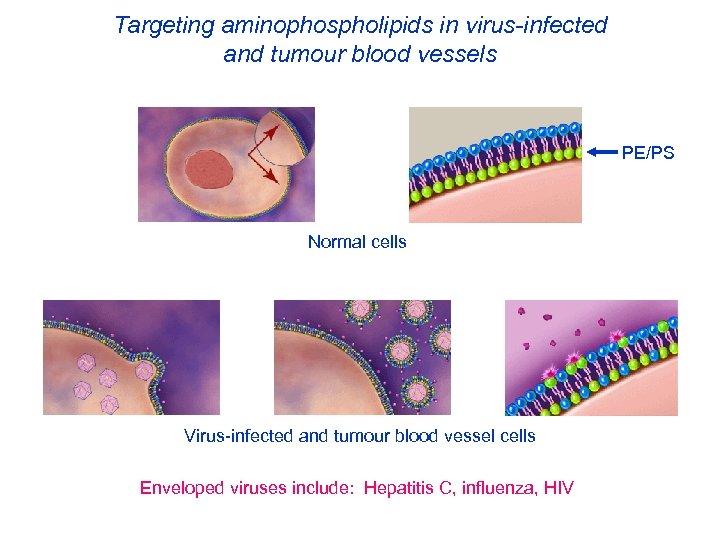 Targeting aminophospholipids in virus-infected and tumour blood vessels PE/PS Normal cells Virus-infected and tumour