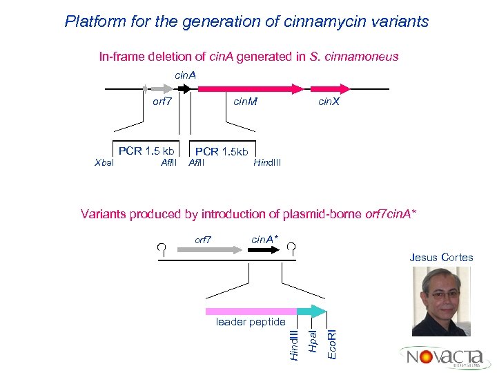 Platform for the generation of cinnamycin variants In-frame deletion of cin. A generated in