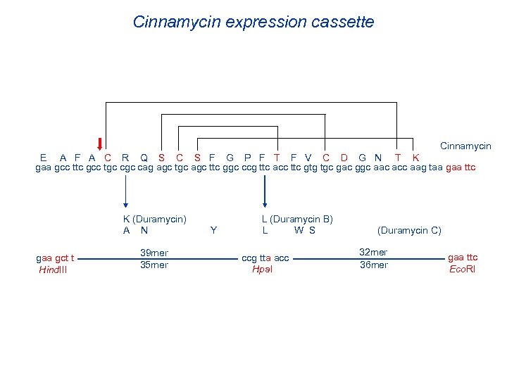 Cinnamycin expression cassette Cinnamycin E A F A C R Q S C S