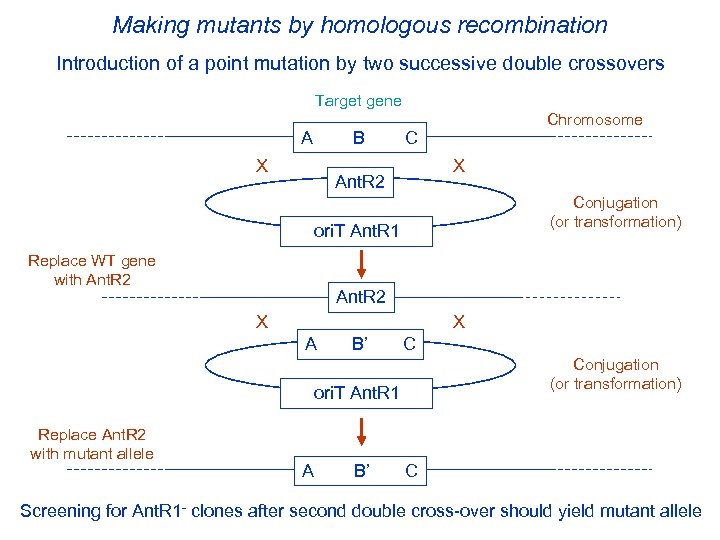 Making mutants by homologous recombination Introduction of a point mutation by two successive double