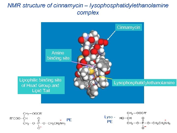 NMR structure of cinnamycin – lysophosphatidylethanolamine complex Cinnamycin Amine binding site Lipophilic binding site
