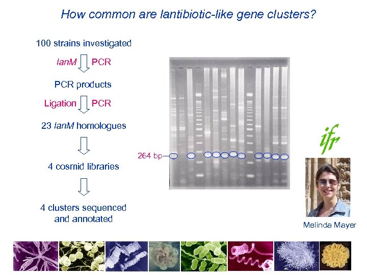 How common are lantibiotic-like gene clusters? 100 strains investigated lan. M PCR products Ligation