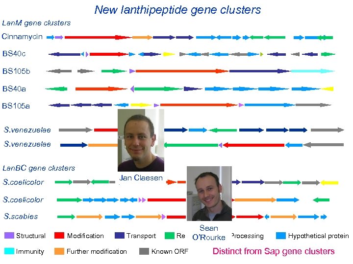 New lanthipeptide gene clusters Lan. M gene clusters Cinnamycin BS 40 c BS 105