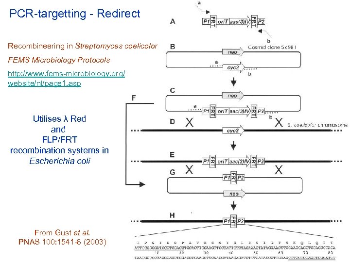 PCR-targetting - Redirect Recombineering in Streptomyces coelicolor FEMS Microbiology Protocols http: //www. fems-microbiology. org/