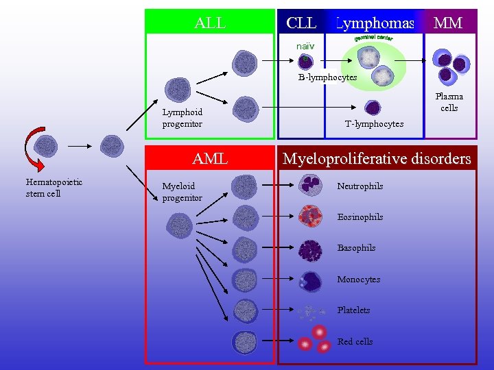 ALL CLL Lymphomas MM naïv e B-lymphocytes Lymphoid progenitor AML Hematopoietic stem cell Myeloid