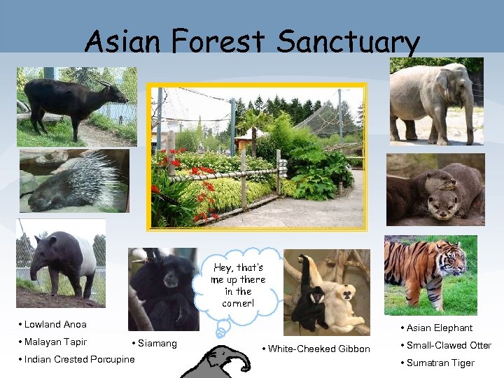 Asian Forest Sanctuary Hey, that’s me up there in the corner! • Lowland Anoa