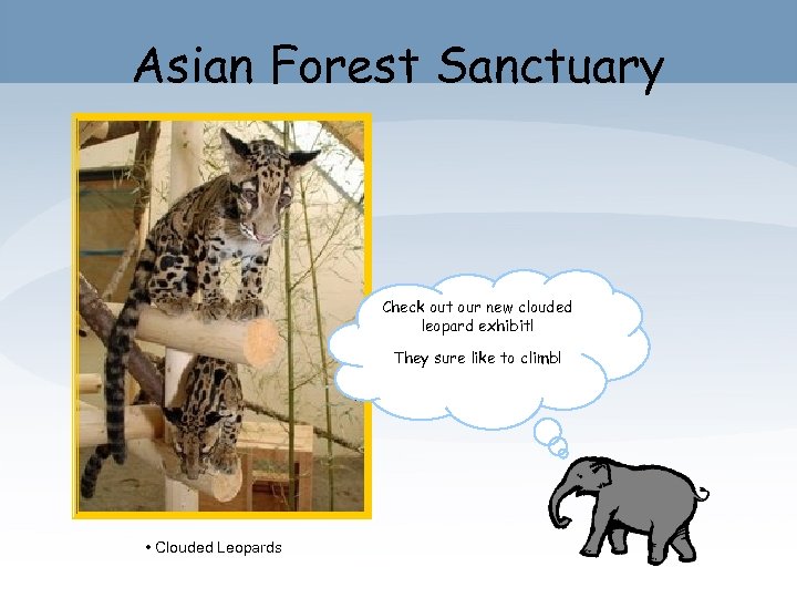 Asian Forest Sanctuary Check out our new clouded leopard exhibit! They sure like to