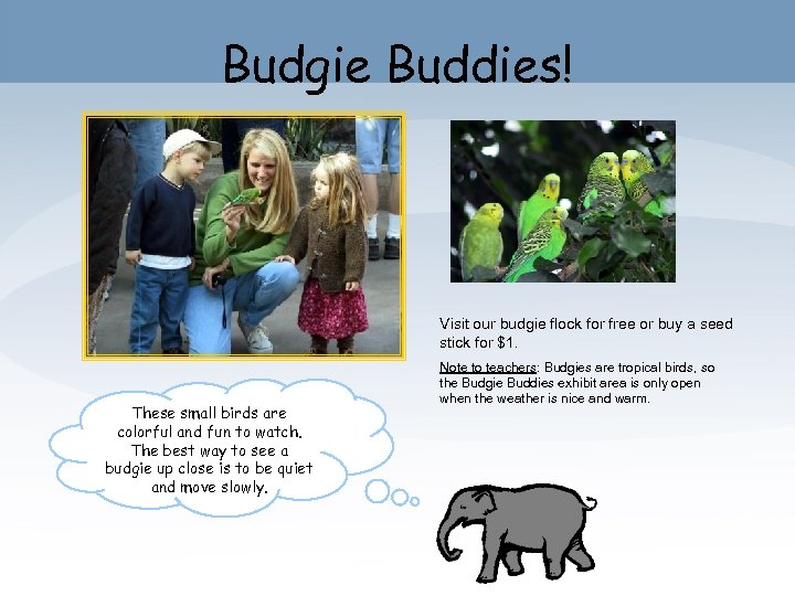 Budgie Buddies! Visit our budgie flock for free or buy a seed stick for