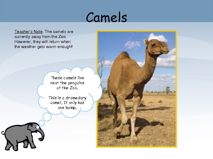 Camels Teacher’s Note: The camels are currently away from the Zoo. However, they will