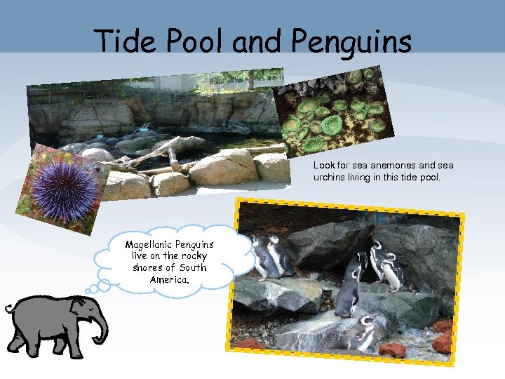 Tide Pool and Penguins Look for sea anemones and sea urchins living in this