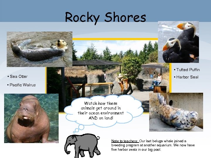 Rocky Shores • Tufted Puffin • Sea Otter • Harbor Seal • Pacific Walrus