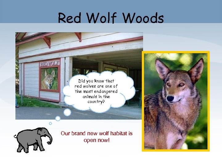 Red Wolf Woods Did you know that red wolves are one of the most
