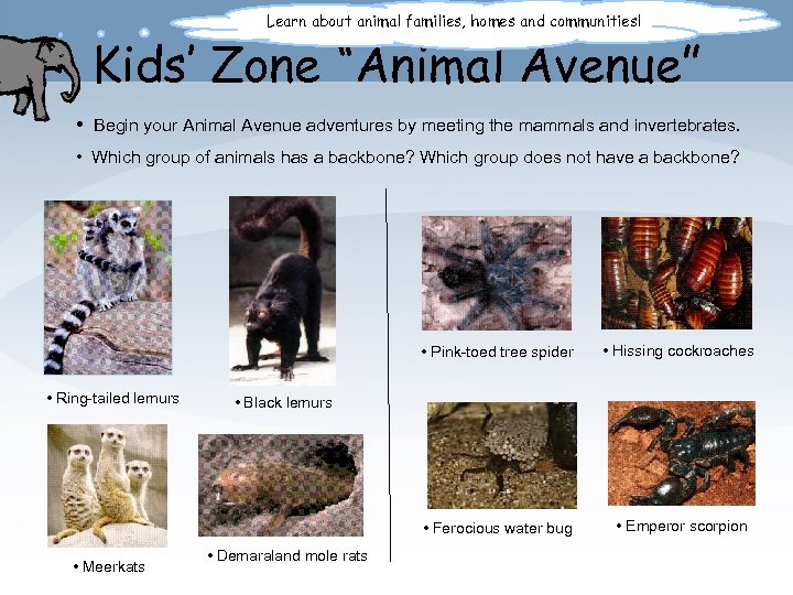 Learn about animal families, homes and communities! Kids’ Zone “Animal Avenue” • Begin your