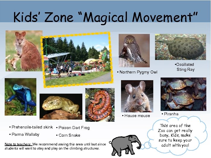 Kids’ Zone “Magical Movement” • Northern Pygmy Owl • House mouse • Prehensile-tailed skink