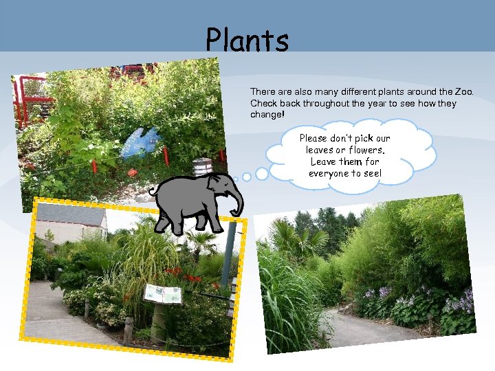 Plants There also many different plants around the Zoo. Check back throughout the year