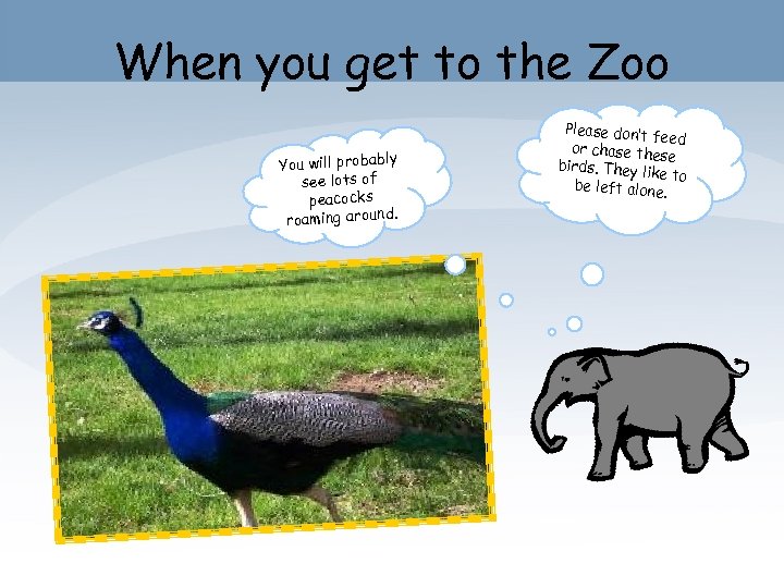 When you get to the Zoo You will probably see lots of peacocks roaming