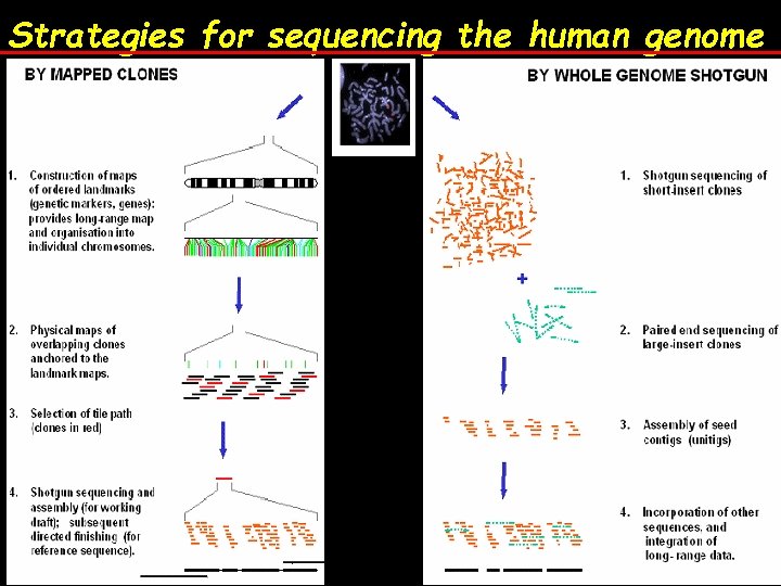 Strategies for sequencing the human genome 