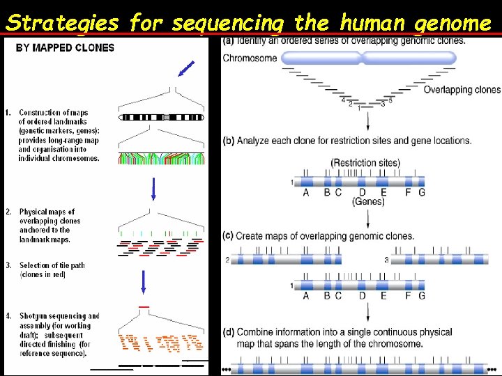 Strategies for sequencing the human genome 