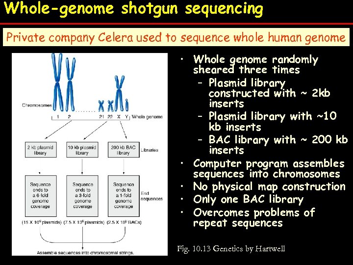 Whole-genome shotgun sequencing Private company Celera used to sequence whole human genome • •