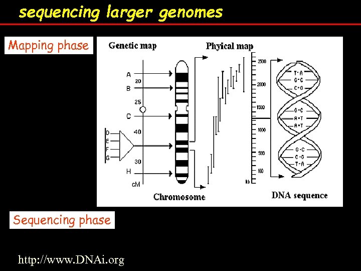 sequencing larger genomes Mapping phase Sequencing phase http: //www. DNAi. org 