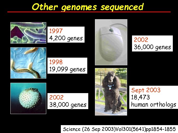 Other genomes sequenced 1997 4, 200 genes 2002 36, 000 genes 1998 19, 099