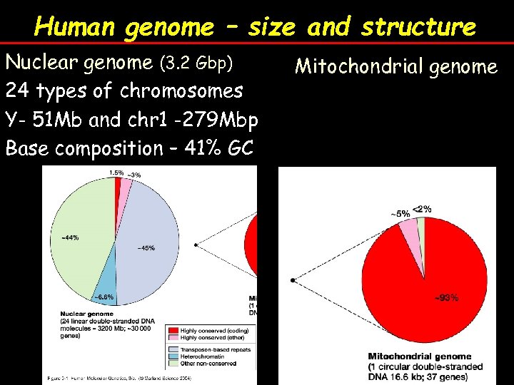 Human genome – size and structure Nuclear genome (3. 2 Gbp) 24 types of