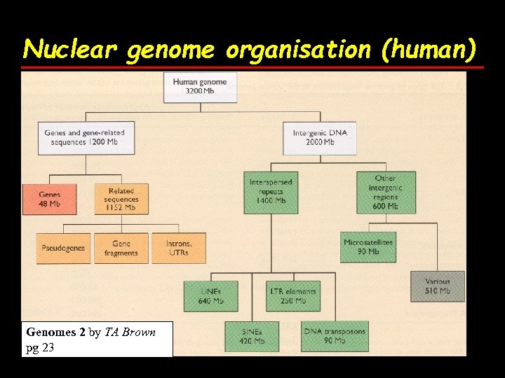 Nuclear genome organisation (human) Genomes 2 by TA Brown pg 23 