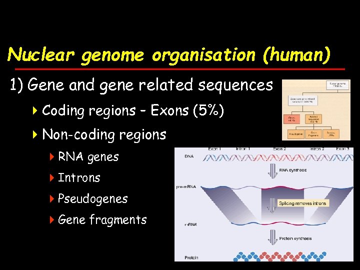 Nuclear genome organisation (human) 1) Gene and gene related sequences 4 Coding regions –