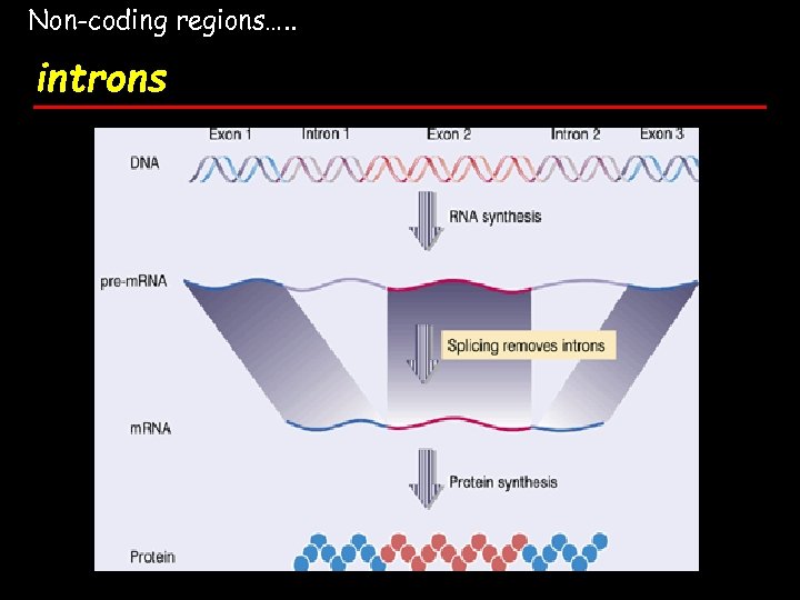 Non-coding regions…. . introns 