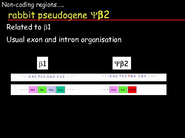 Non-coding regions…. . rabbit pseudogene b 2 Related to b 1 Usual exon and