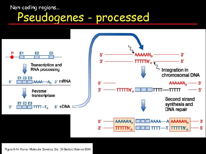 Non-coding regions… Pseudogenes - processed 