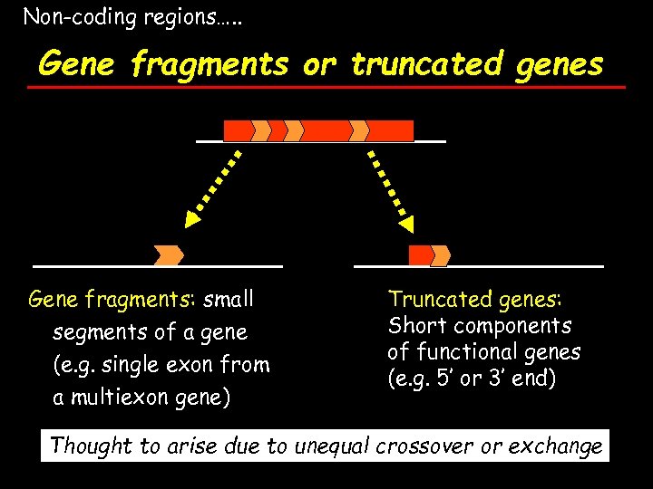 Non-coding regions…. . Gene fragments or truncated genes Gene fragments: small segments of a