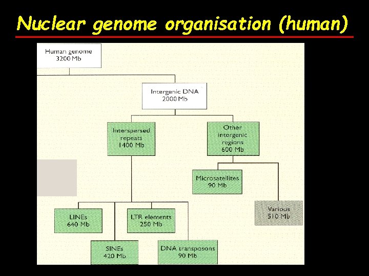 Nuclear genome organisation (human) 