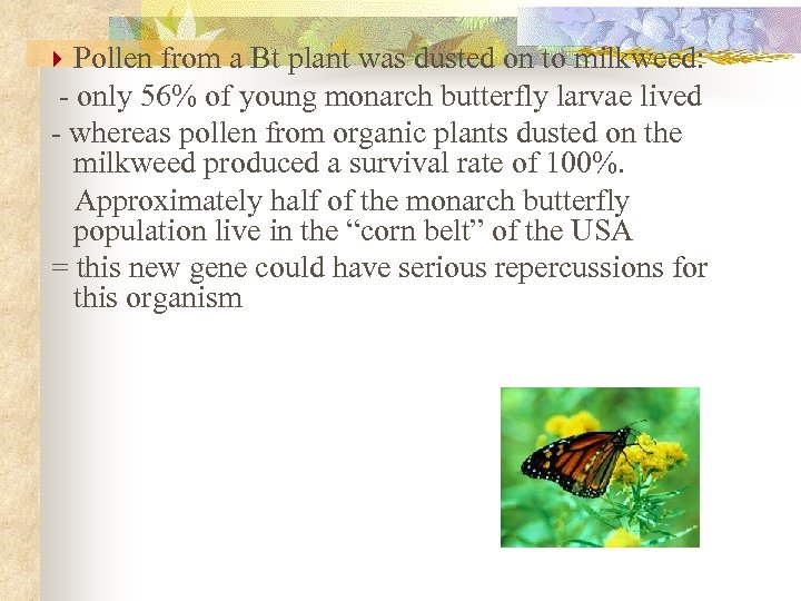 Pollen from a Bt plant was dusted on to milkweed: - only 56% of