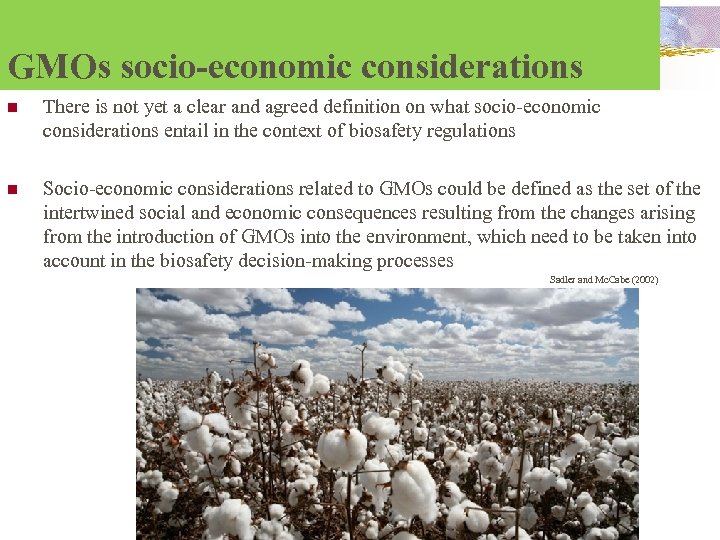 GMOs socio-economic considerations n There is not yet a clear and agreed definition on