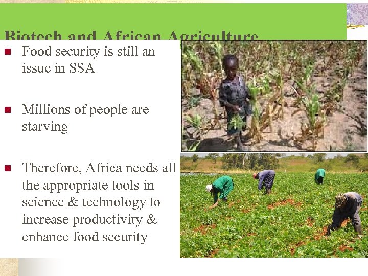 Biotech and African Agriculture n Food security is still an issue in SSA n