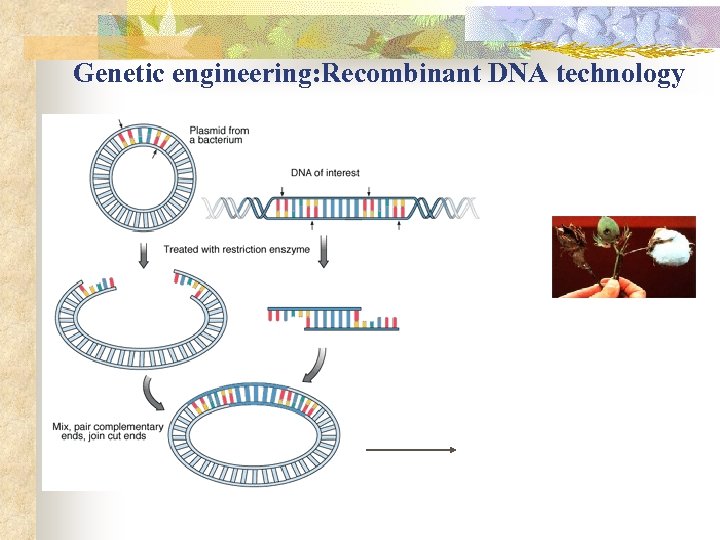 Genetic engineering: Recombinant DNA technology 