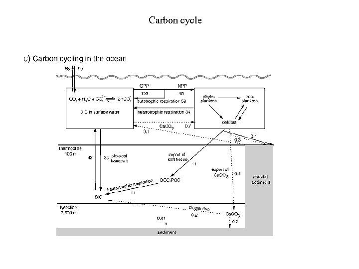 Carbon cycle 