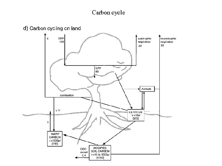 Carbon cycle 