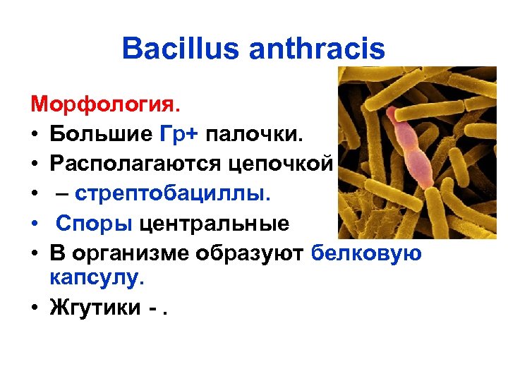 Бацилла это. Bacillus anthracis грамм. Бациллы сибирской язвы морфология. Возбудитель - Bacillus anthracis. Bacillus anthracis характеристика.