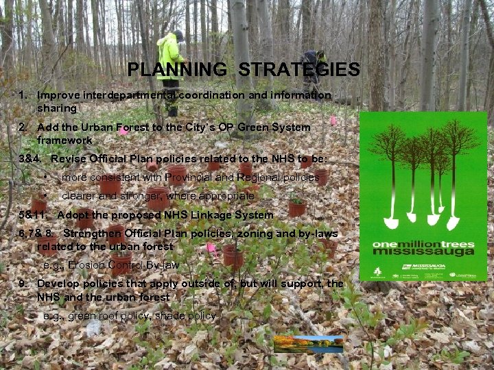 PLANNING STRATEGIES 1. Improve interdepartmental coordination and information sharing 2. Add the Urban Forest