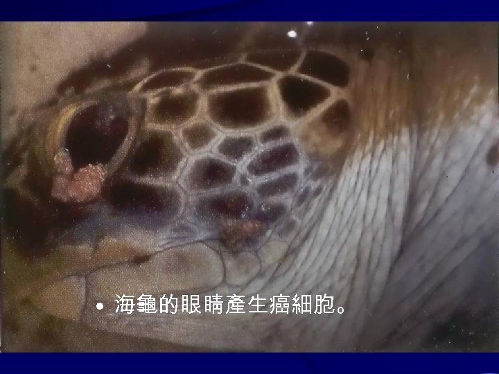  • 海龜的眼睛產生癌細胞。 