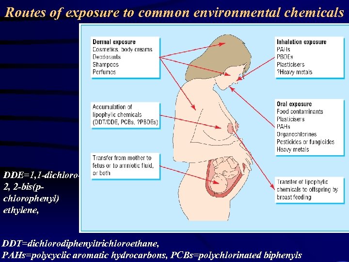 Routes of exposure to common environmental chemicals DDE=1, 1 -dichloro 2, 2 -bis(pchlorophenyl) ethylene,